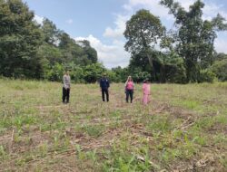 Bintara Penggerak Laksanakan Pengecekan Progres Penanaman Jagung Milik kelompok Tani 