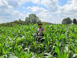 Kapolsek Meliau Tinjau Langsung Perkembangan Tanaman Jagung Di Lahan Demplot