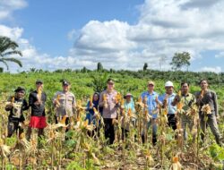 Kapolsek Sandai Panen Jagung Hibrida Di Lahan Kelompok Tani