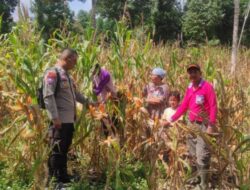 Panen Jagung Di Desa Pahauman Harapan Dan Tantangan Di Tengah Serangan Hama