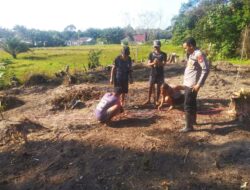 Kapolsek Sebangki Turun Langsung Ke Sawah Dukung Ketahanan Pangan Lewat Penanaman Jagung Tahap 2 