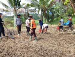 Polsek Noyan Tanam Bibit Jagung Di Lahan Demplot Wujudkan Komitmen Dukung Ketahanan Pangan