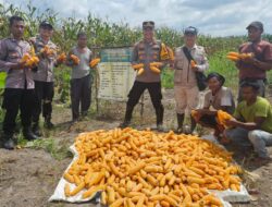Kapolsek Manis Mata Panen Jagung Hibrida Bersama Kelompok Tani Teratai Nusantara