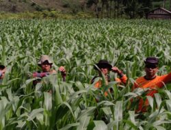 Kapolsek Meranti Cek Pertumbuhan Tanaman Jagung Di Lahan Percontohan 