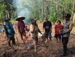 Poktan Rame Amah Tanam Jagung Di Lahan ±1 Ha, Dukung Program Nasional 1 Juta Hektar