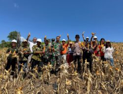 Kapolsek Sandai Bersama Anggota Dan Kelompok Tani Binaan PT Lingga Tejawana Panen Jagung Hibrida