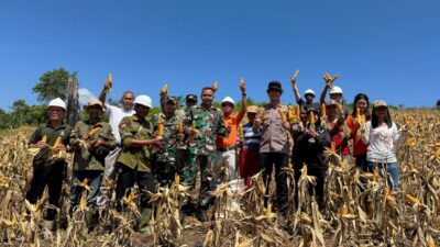 Kapolsek Sandai Bersama Anggota Dan Kelompok Tani Binaan PT Lingga Tejawana Panen Jagung Hibrida