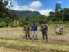 Kodim 1206 Putussibau Yakinkan Koramil 14 Hulu Gurung Dorong Brigade Pangan Lubuk Antuk Indek Penanaman Padi Ke-3