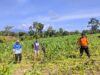 Kapolsek Menyuke Beserta Anggota Bersihkan Lahan Tanam Jagung