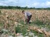 Bhabinkamtibmas Polsek Nanga Tayap Dampingi Pengelolaan Ulang Lahan Jagung Pasca Panen 
