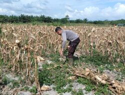 Bhabinkamtibmas Polsek Nanga Tayap Dampingi Pengelolaan Ulang Lahan Jagung Pasca Panen 