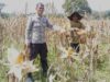Bintara penggerak panen jagung Di Desa Amawangk 