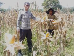 Bintara penggerak panen jagung Di Desa Amawangk 