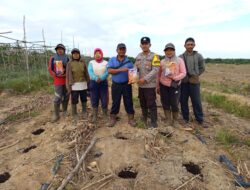Bhabinkamtibmas Polsek Matan Hilir Selatan Laksanakan Penanaman Jagung Hibrida Di Lahan PT PSL