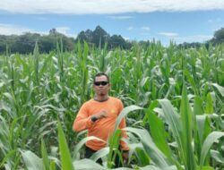 Bintara Penggerak Cek Pertumbuhan Tanaman Jagung Di Lahan Percontohan 
