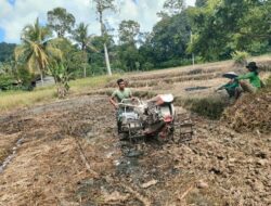 Koramil 1206-14 Hulu Gurung Bersama Petani Penyiapan Penanaman Padi Ke 3(IP 300)Brigade Pangan Lubuk Antuk