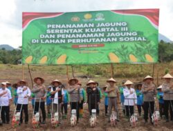 Kapolsek Selatan Dan Camat Singkawang Selatan Melakukan Penanaman Jagung Hibrida kuartal lll 