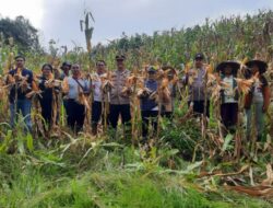 Panen Raya Jagung Bersama KWT Repo Sidi Wujud Kemandirian Pangan Di Desa Andeng