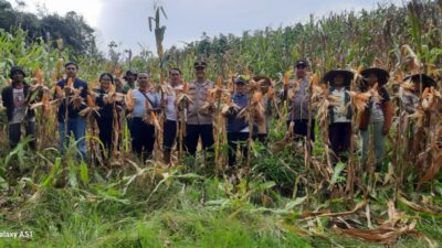 Panen Raya Jagung Bersama KWT Repo Sidi Wujud Kemandirian Pangan Di Desa Andeng
