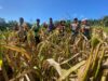 Kapolsek Nanga Tayap Panen Jagung Hibrida Bersama Kelompok Tani Maju Bersama