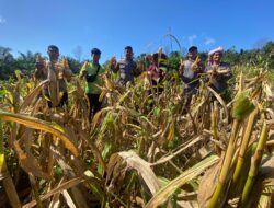 Kapolsek Nanga Tayap Panen Jagung Hibrida Bersama Kelompok Tani Maju Bersama