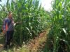 Demplot Polsek Meliau Capai Hasil Maksimal, Tanaman Jagung Sehat Dan Subur