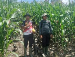 Kapolsek Turun Langsung Cek Pertumbuhan Demplot Polsek Meranti 