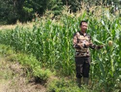 Kapolsek Noyan Pantau Langsung Perawatan Lahan Jagung Demplot 2 Hektare Pastikan Ketahanan Pangan Terjaga