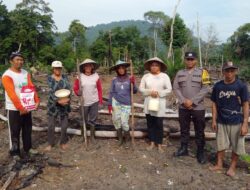 KWT Raya Abadi Sebadu Laksanakan Tanam Jagung Juli 2025, Dukung Program Nasional 1 Juta Hektar