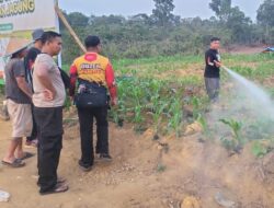 Polsek Tayan Hilir Rutin Rawat Lahan Demplot Jagung Dukung Ketahanan Pangan Lokal