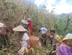 PANEN JAGUNG PERDANA KWT NEK ANCE DI DUSUN TUNGKALANG MESKI TERKENDALA HAMA HASIL TETAP MEMUASKAN