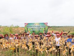 Panen Perdana Jagung Demplot Presisi Polres Landak Di Desa Amboyo Inti