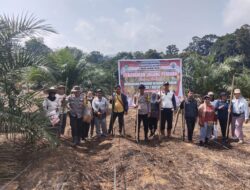 Penanaman Jagung 1 Desa 1 Hektar Menggunakan Bibit Jagung Hibrida R1 Nusantara Di Desa Pawis Hilir