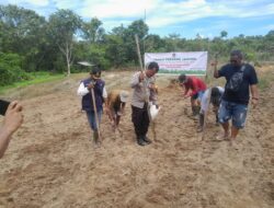 Penanaman Jagung Serentak 1 Desa 1 Hektar Digelar Di Desa Kayuara Wujud Dukung Program Ketahanan Pangan Nasional