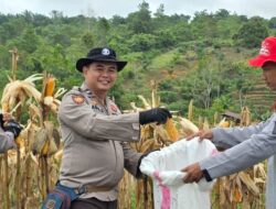 Dukung Swasembada Polsek Kapuas Borong Hasil Panen Jagung Di Lahan Demplot