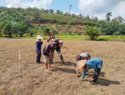 Bintara penggerak melaksanakan penanaman jagung Di Desa Sei Laki