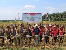 Dandim 1202/Skw Hadiri Gerakan Panen Raya Jagung Serentak Polri Tahun 2025 Dorong Ketahanan Pangan Di Kota Singkawang