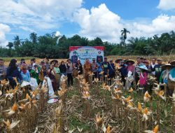 Kapolsek Ipda Paskarianto pimpin panen perdana Demplot jagung Polsek Di Desa Tunang