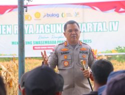 Polres Sintang Gelar Panen Raya Jagung Kuartal IV Wujud Konsistensi Dukung Swasembada Pangan Daerah