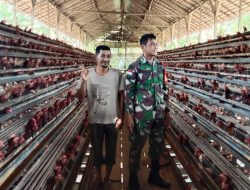 Babinsa Seberkat Laksanakan Komsos Bersama Peternak Ayam Petelur Di Wilayah Binaan