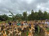 Polres Melawi Bersama Pengurus Ponpes Al-Shighor Panen Jagung