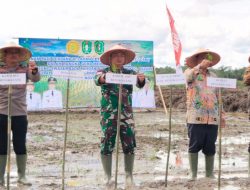 Gema Membangun Desa Mendukung Swasembada Pangan Dandim 1209/Bengkayang Dampingi Tanam Padi CSR