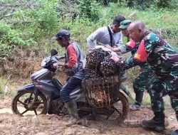 ‎Danramil Kembayan Dan Babinsa Bantu Petani Sawit yang Terjatuh Akibat Jalan Rusak Di Desa Tunggal Bhakti