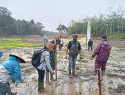 Dukung Ketahanan Pangan Kodim 1209/Bengkayang Dampingi Tanam Padi Di Lahan Cetak Sawah Rakyat