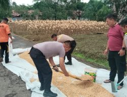 Dukung Ketahanan Pangan Dan Serap Hasil Panen Warga Polres Melawi Lakukan Pemipilan Dan Pengeringan Jagung Mandiri