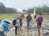 Kodim 1209/Bky Dampingi Poktan Tanjan Bersemi Tanam Padi Perdana Di Lahan Cetak Sawah
