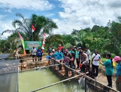 Dukung Ketahanan Pangan Kodim 1209/Bengkayang Dampingi Penebaran Benih Ikan Lele