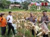 Kapolres Melawi Pimpin Panen Jagung Di Lahan Polres Meski Hujan Gerimis Tetap Penuh Kebersamaan