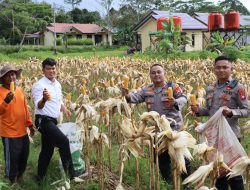 Kapolres Melawi Pimpin Panen Jagung Di Lahan Polres Meski Hujan Gerimis Tetap Penuh Kebersamaan