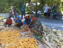 Jalin Keakraban Anggota Koramil 03/Tebas Komsos Bersama Warga Panen Jagung